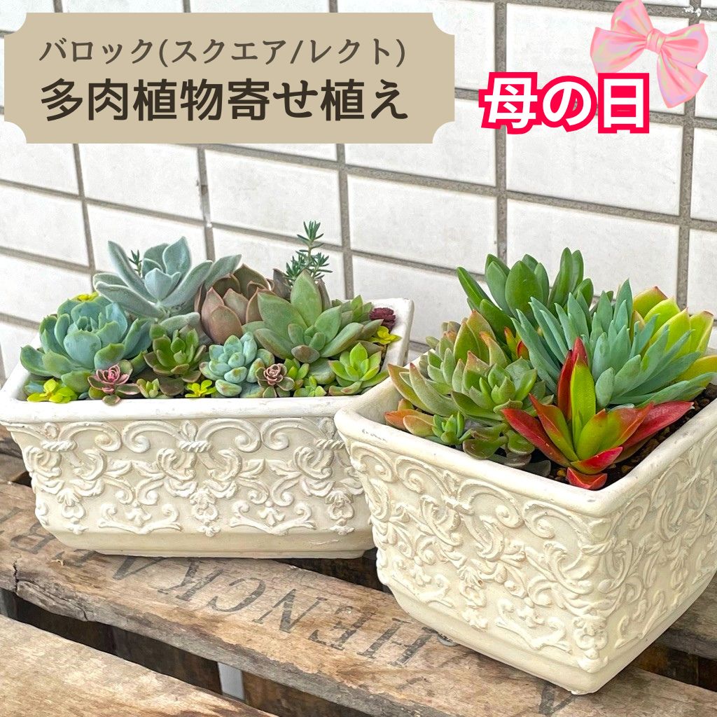 楽天市場】多肉植物 寄せ植え(サイズ(植木鉢)4 ~ 6号)の通販 楽天市場】多肉植物 寄せ植え(サイズ(植木鉢)4 ~ 6号)の通販