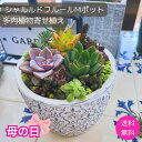 母の日 ギフト 多肉植物 寄せ植え シャルルドフルールM 多肉植物 Φ12cm セット 鉢 多肉植物寄せ植え 観葉植物 秋 冬 新築祝 開店祝 誕生日 退職祝 ...