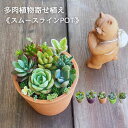 【予約販売 10月以降発送】 多肉植物寄せ植え スムースラインポット 寄せ植え 多肉植物 母の日 父の日 ギフト Φ10cm 花 花鉢 誕生日 父の日 プレゼン...
