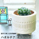 観葉植物 ハオルチア オブツーサ 多肉植物 ハオルシア ジュエルプランツ 母の日 ギフト 小さい 花 プレゼント 誕生日 退職祝 送別 おすすめ 送料無料