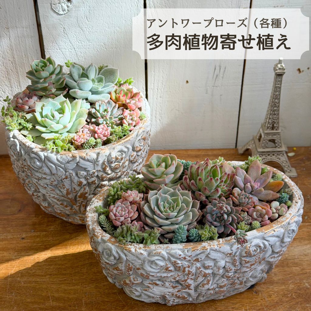 多肉植物 寄せ植え アントワープローズ 14cm～ 誕生日 母の日 父の日 ギフト プレゼント 多肉植物寄せ植え 観葉植物 秋 冬 セット 退職 送別 新築 開店祝い 引っ越し 祝い 送料無料 鉢 花 おしゃれ