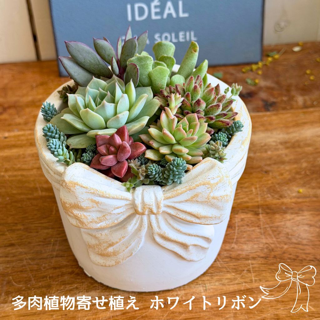 多肉植物 寄せ植え ホワイトリボン 母の日 父の日 ギフト Φ13cm セット 鉢 多肉植物寄せ植え 観葉植物 秋 冬 新築祝 開店祝 誕生日 退職祝 内祝い 送料無料 鉢植え 花 ホワイトデー お返し おすすめ