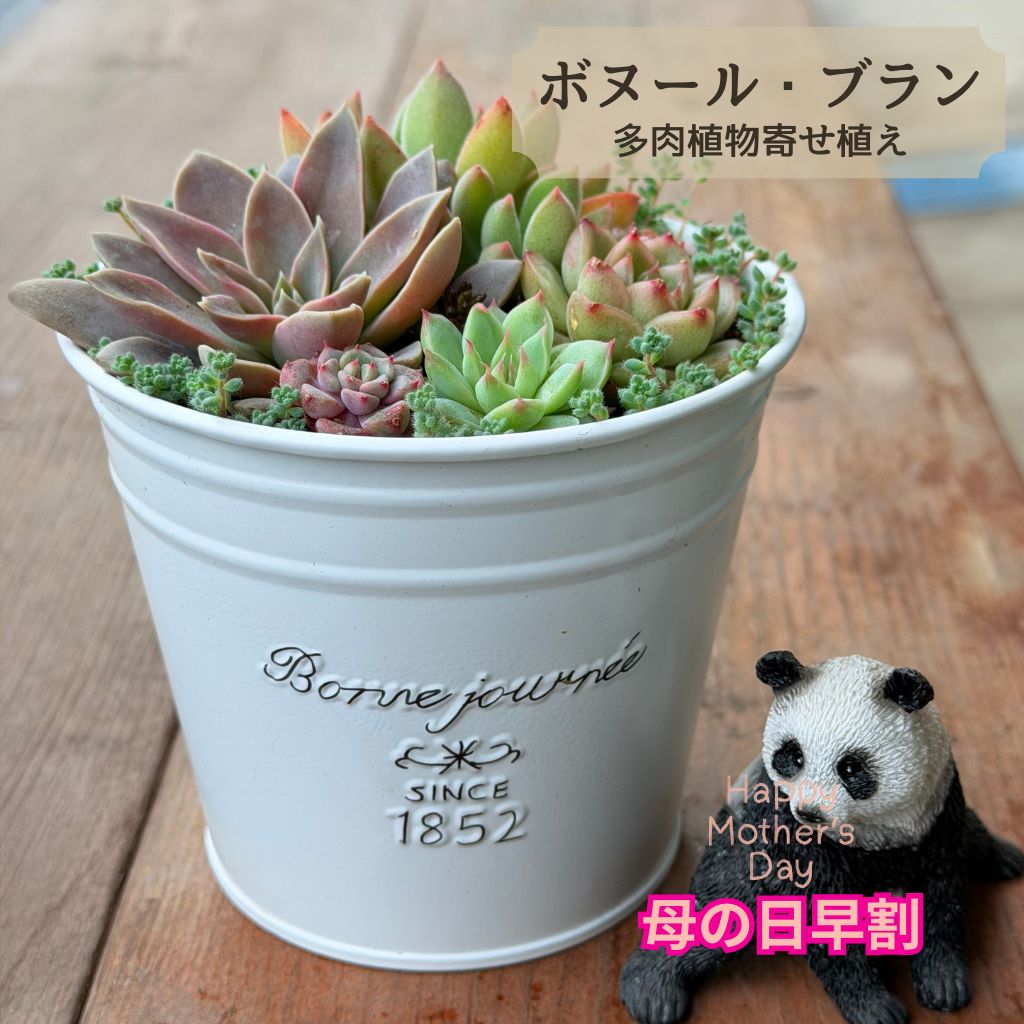 母の日 早割 多肉植物 寄せ植え セット ボヌール・ブラン Φ11cm エケベリア 観葉植物 プレゼント ギフト 新築祝 開店祝 誕生日 退職祝い 内祝い 送料無料 鉢植え 花 おすすめ