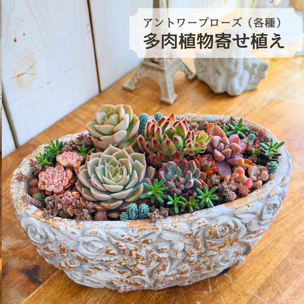 【5%OFFクーポン対象】 多肉植物 寄せ植え アントワープローズ 14cm～ 誕生日 母の日 父の日 ギフト プレゼント 多肉植物寄せ植え 観葉植物 秋 冬 セット 退職 送別 新築 開店祝い 引っ越し 祝い 送料無料 鉢 花 おしゃれ