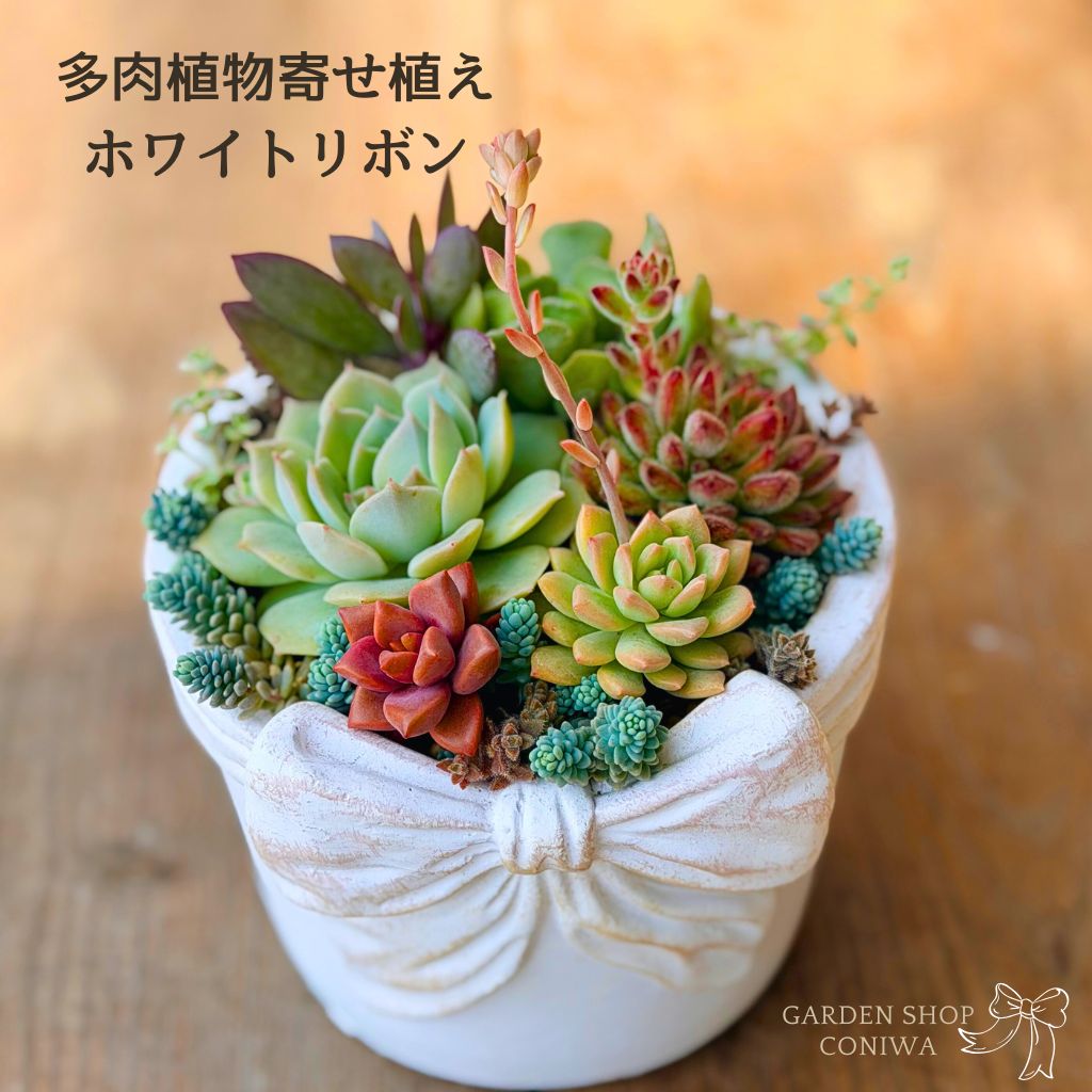 多肉植物 寄せ植え ホワイトリボン 母の日 父の日 ギフト Φ13cm セット 鉢 多肉植物寄せ植え 観葉植物 秋 冬 新築祝 開店祝 誕生日 退職祝 内祝い 送料無料 鉢植え 花 ホワイトデー お返し おすすめ