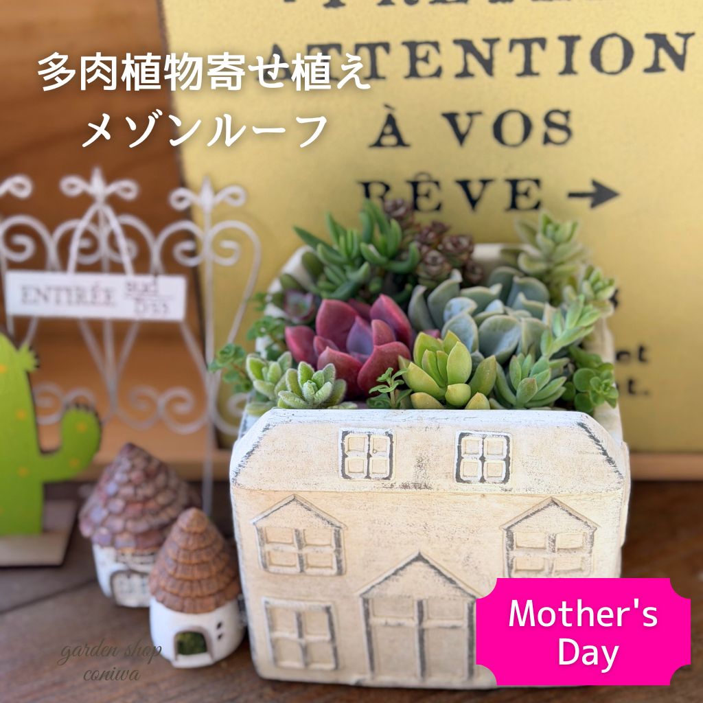 【5%OFFクーポン対象】 多肉植物 寄せ植え 鉢 セット 観葉植物 メゾンルーフ 母の日 父の日 ギフト 多肉植物寄せ植え 春 多肉の寄せ植え 花 プレゼント 誕生日 退職祝 送別 おすすめ 送料無料