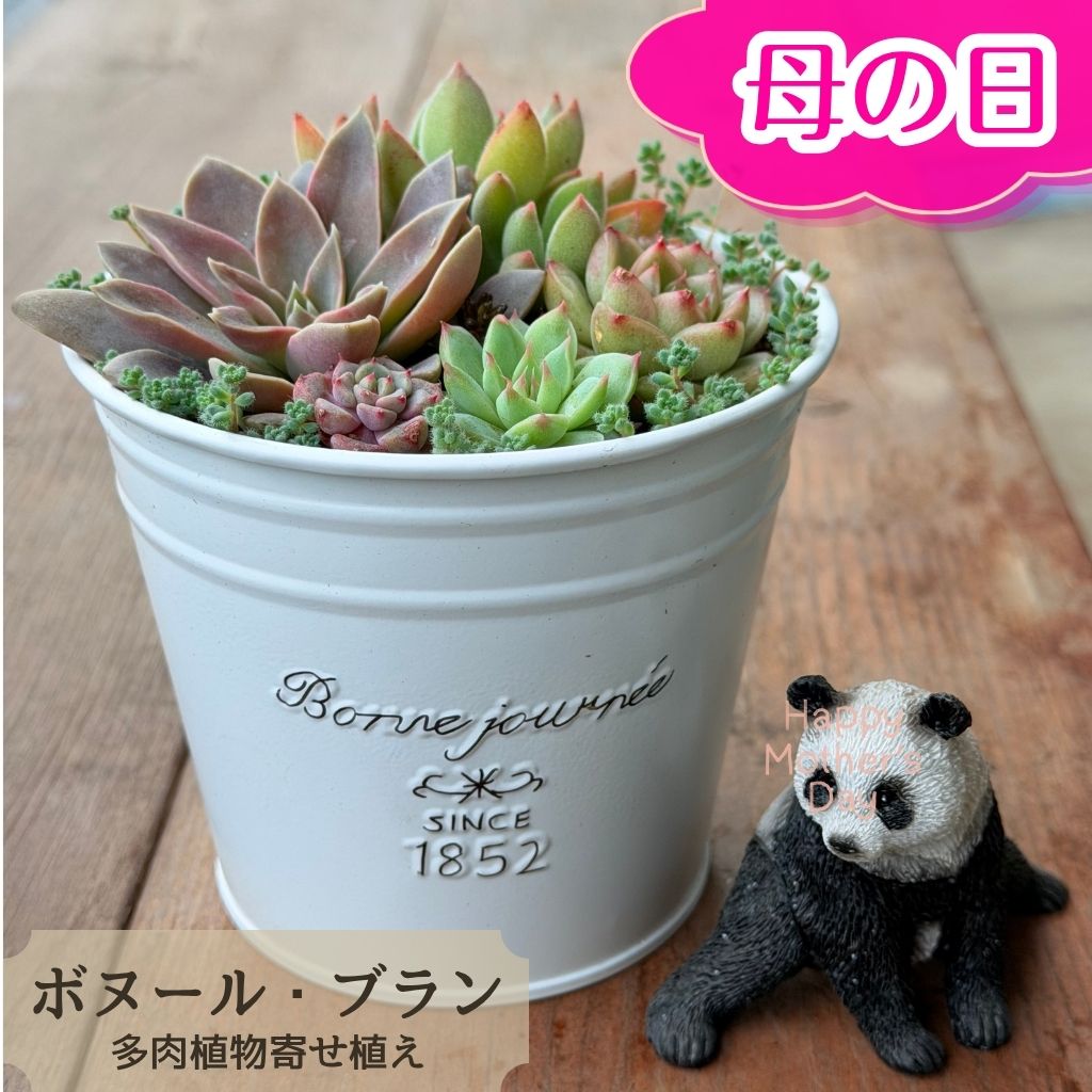 【5%OFFクーポン対象】 母の日 多肉植物 寄せ植え セット ボヌール・ブラン Φ11cm エケベリア 観葉植物 プレゼント ギフト 新築祝 開店祝 誕生日 退職祝い 内祝い 送料無料 鉢植え 花 おすすめ