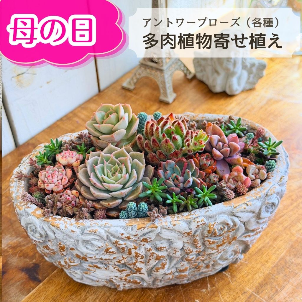 【5%OFFクーポン対象】 多肉植物 寄せ植え アントワープローズ 14cm～ 誕生日 母の日 父の日 ギフト プレゼント 多肉植物寄せ植え 観葉植物 秋 冬 セット 退職 送別 新築 開店祝い 引っ越し 祝い 送料無料 鉢 花 おしゃれ