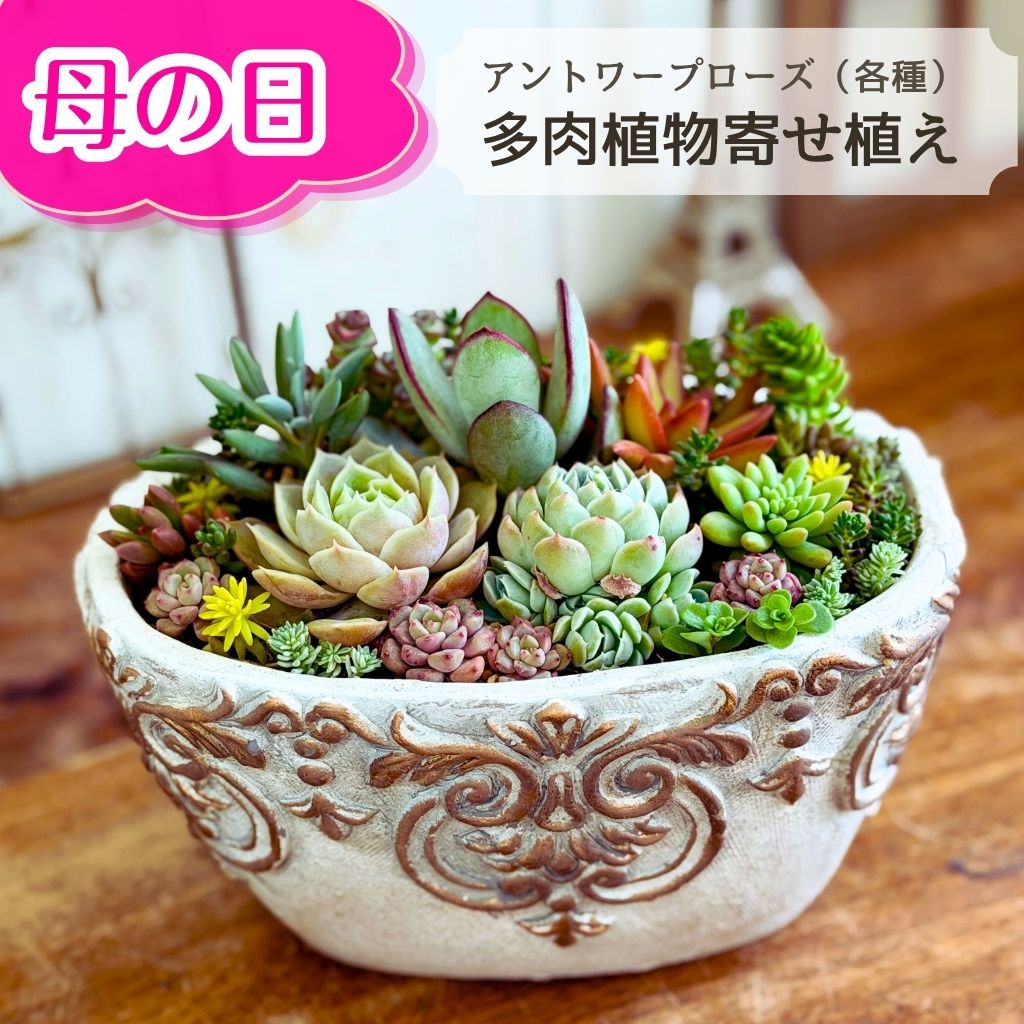 母の日 多肉植物 寄せ植え アントワープローズ 14cm～ 誕生日 父の日 ギフト プレゼント 多肉植物寄せ植え 観葉植物 秋 冬 セット 退職 送別 新築 開店祝い 引っ越し 祝い 送料無料 鉢 花 おしゃれ