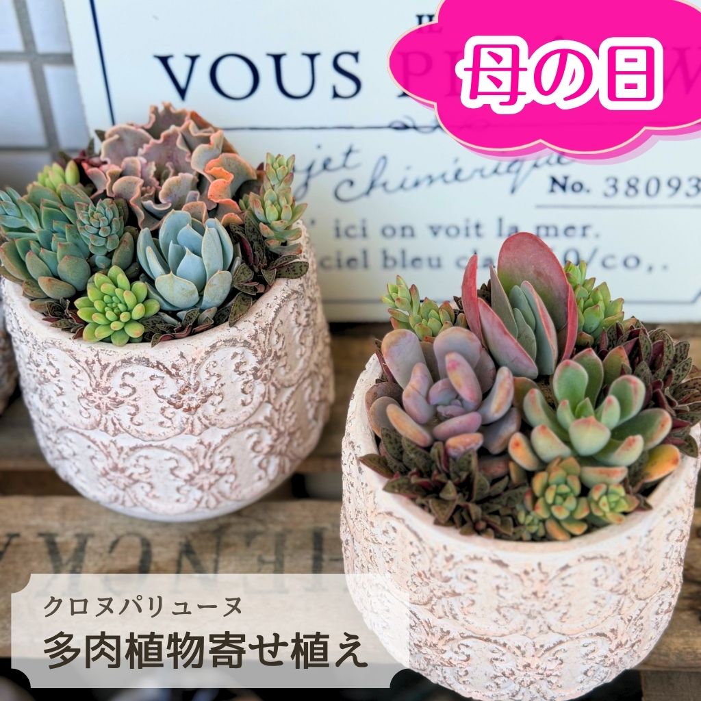 樂天商城 - 多肉植物 寄せ植え クロヌパリュール 母の日 父の日 ギフト Φ10cm セット 鉢 多肉植物寄せ植え 観葉植物 秋 冬 新築祝 開店祝 誕生日 退職祝 内祝い 送料無料 鉢植え 花 ホワイトデー お返し おすすめ