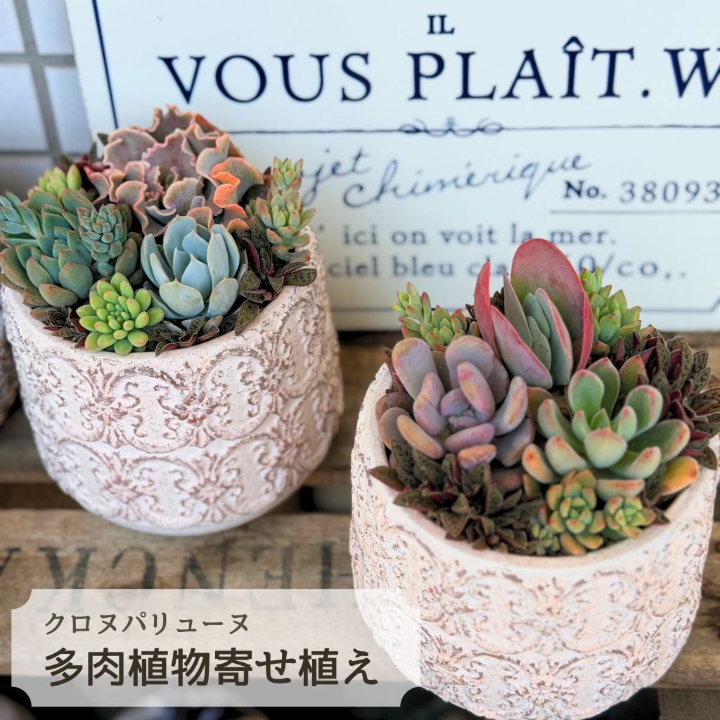 Rakuten - 多肉植物 寄せ植え クロヌパリュール 母の日 父の日 ギフト Φ10cm セット 鉢 多肉植物寄せ植え 観葉植物 春 秋 冬 新築祝 開店祝 誕生日 退職祝 内祝い 送料無料 鉢植え 花 ホワイトデー お返し おすすめ