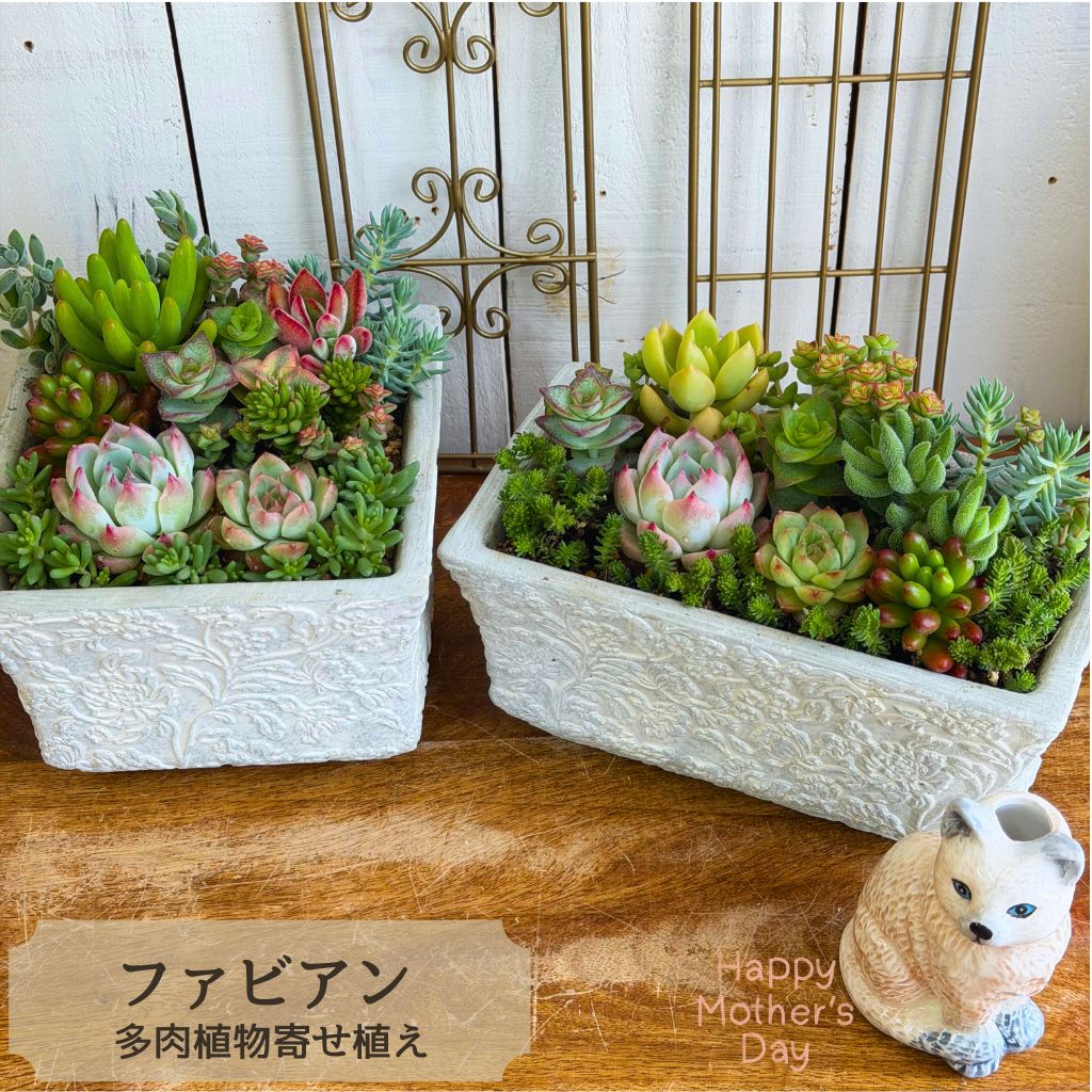 楽天市場】多肉植物 寄せ植え（サイズ（植木鉢）4 ～ 6号）の通販