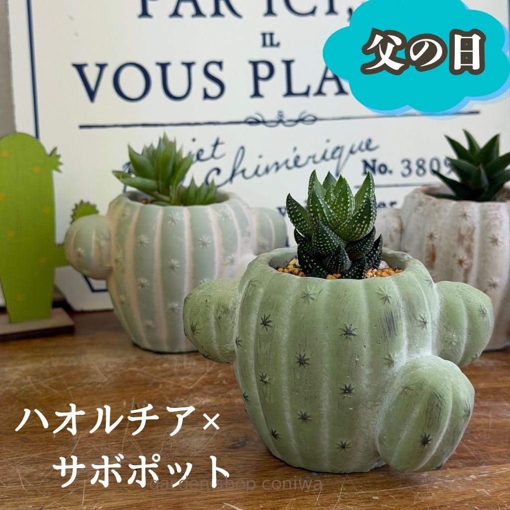 父の日 観葉植物 ハオルチア サボテンポット多肉植物 ハオルシア ジュエルプランツ 小さい 花 プレゼント 誕生日 退職祝 送別 おすすめ 送料無料