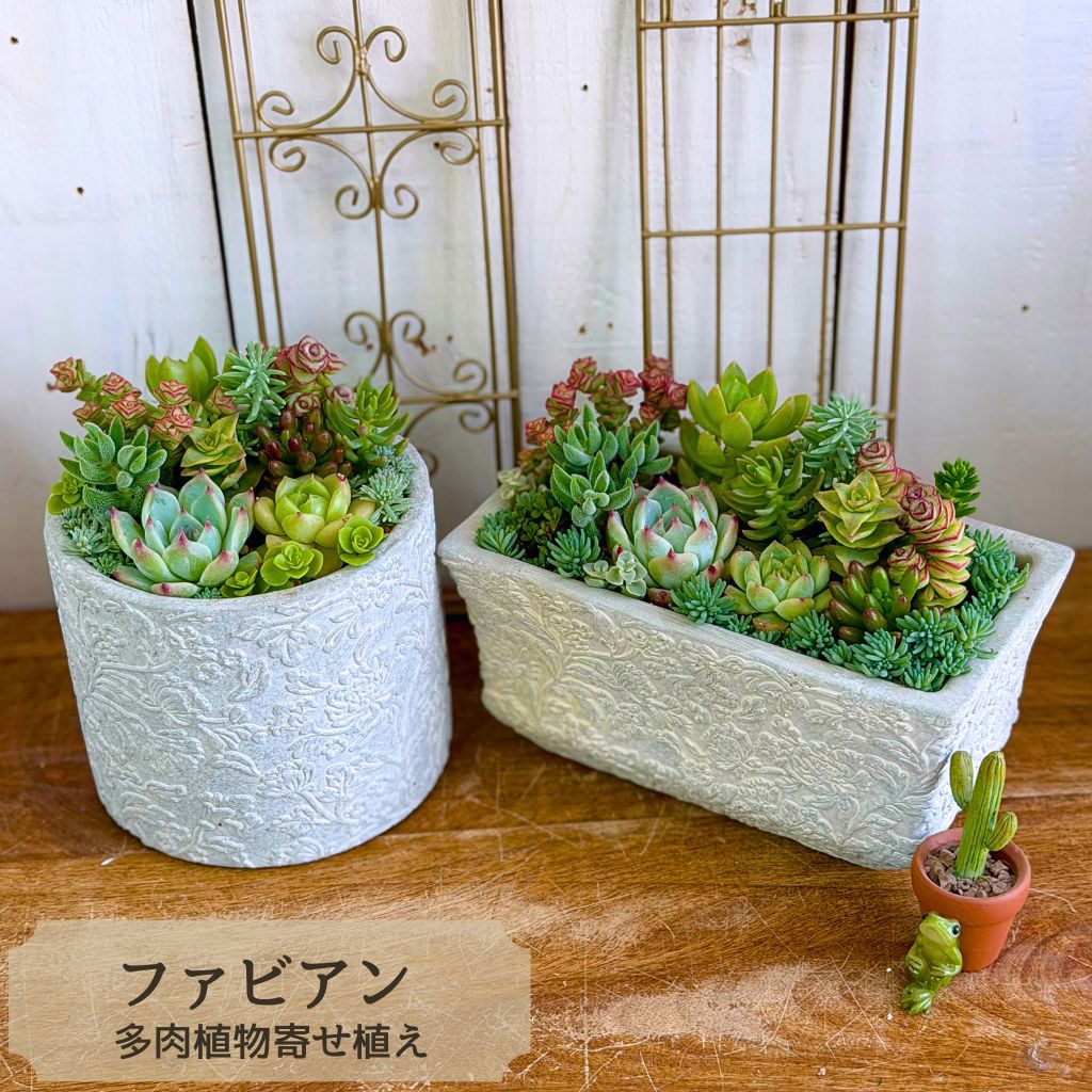楽天市場】寄せ植え 鉢（サイズ（植木鉢）4 ～ 6号）（花・観葉植物