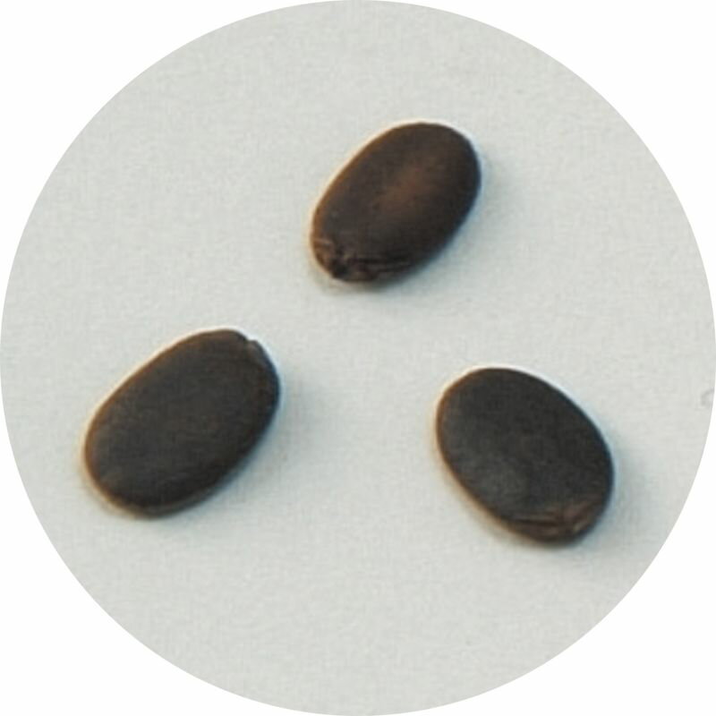 ��ڤμ� �إ��� ���ʶ��� ���ʶ��� ����