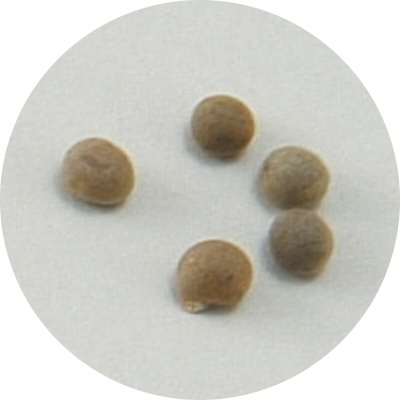 ��ڤμ� ������ ���ʶ��� ���ʶ��� ����