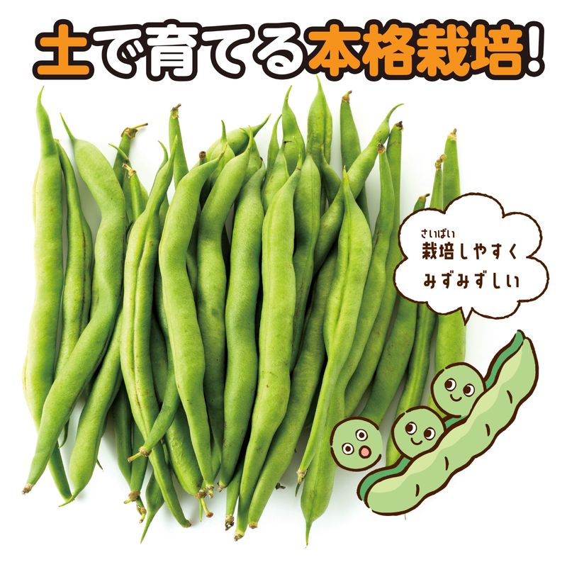 お家で楽しく栽培キット いんげん 観察 科学工作