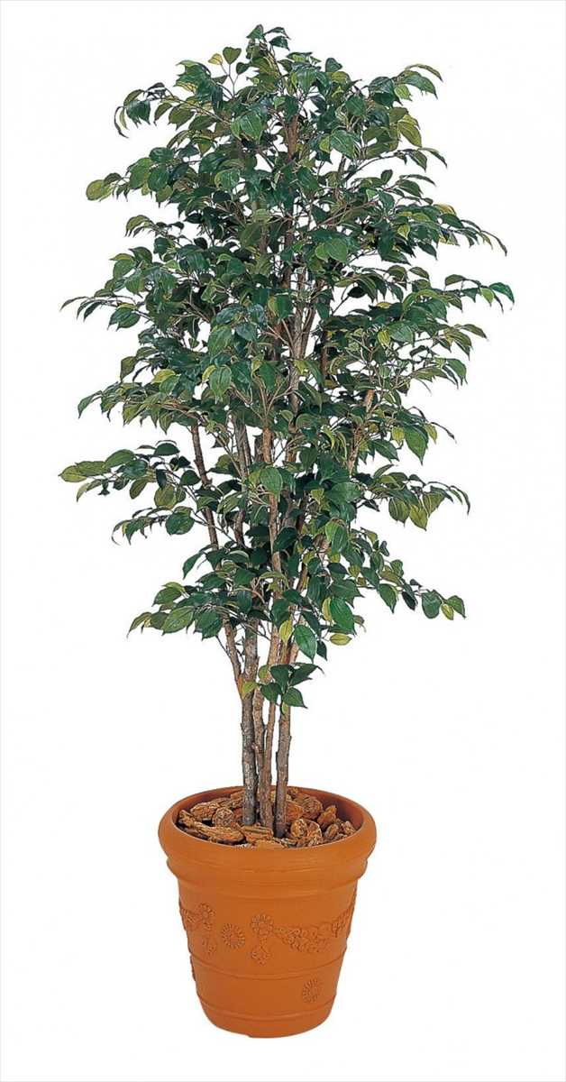 【LINEクーポン配布中】ベンジャミンナチュラル [GD-31L] 1.8m タカショー Takashoメーカー直送 法人様限定