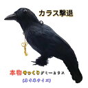 カラスよけ カラス撃退 カラス退治 カラス対策 ダミーカラス リアル羽毛 【原寸体サイズ】 約38×11.5×20cm カラス退治 鳥害対策 スズメ ムクドリ 鳥よけ 鳥鳴き声 鳥フン害 鳥巣作りなど被害防止 送料無料