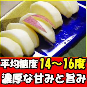 りんご 訳あり サンふじ 口コミ2000件 糖度 噂のりんご サンフジ 長野 原田農園 10kg 家庭用 24〜46玉 リンゴ 信州りんご わけあり ふじ サンふじりんご 送料無料