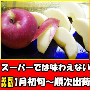りんご 訳あり サンふじ 口コミ2000件 糖度 噂のりんご サンフジ 長野 原田農園 10kg 家庭用 24〜46玉 リンゴ 信州りんご わけあり ふじ サンふじりんご 送料無料