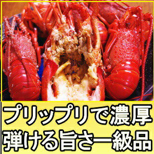 伊勢海老 訳あり 冷凍 おせち 日付指定OK 和歌山 訳あり 伊勢エビ 足折れ・角折れ 500g 2〜4尾入 小サイズ 加熱用 お歳暮 送料無料 伊勢えび イセエビ いせえび
