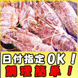 伊勢海老 訳あり 冷凍 おせち 日付指定OK 和歌山 訳あり 伊勢エビ 足折れ・角折れ 500g 2〜4尾入 小サイズ 加熱用 お歳暮 送料無料 伊勢えび イセエビ いせえび