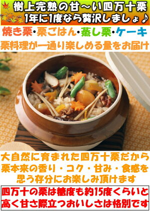 四万十栗