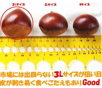 四万十栗
