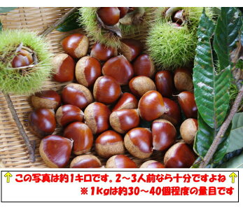 四万十栗