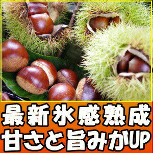 四万十栗