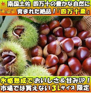 四万十栗