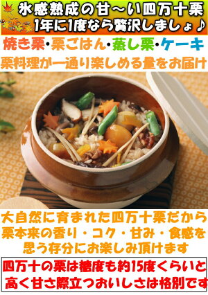 四万十栗