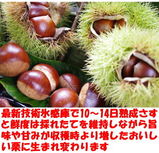 四万十栗