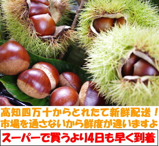 四万十栗