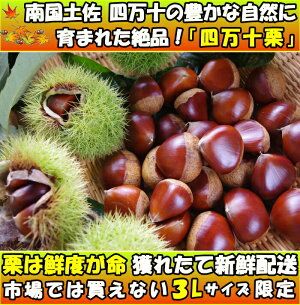 四万十栗
