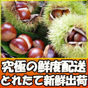 高知西土佐産四万十栗1kg3Lサイズ(約30〜40個)栗クリくり栗タルト栗パン栗販売栗スィーツ栗和菓子栗甘露煮