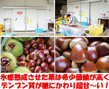 四万十栗
