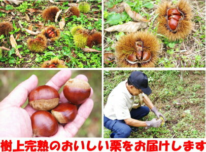 四万十栗