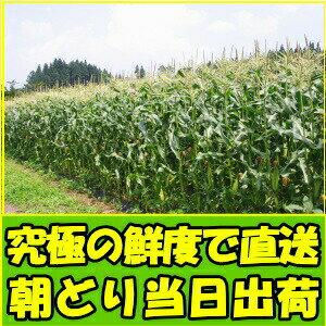 とうもろこし ピュアホワイト 御中元 甘い ギフト 送料無料 生で食べれる 白いとうもろこし プレゼント 糖度18～19度 香川 三豊産 白 トウモロコシ 2L-Mサイズ 10本-13本 プレゼント ギフト 食品 食べ物 内祝 父の日 2024 6月 7月 3