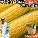 とうもろこし 生で食べれる 甘い 朝どれ お中元 早割 大分産 三重町 芦刈農産 生トウモロコシ 14～16本 約6kg 食べ物 食品 内祝 御中元 2024 送料無料 わくわくコーン どきどきコーン ゴールド…