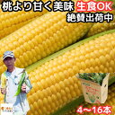 とうもろこし 生で食べれる 甘い 朝どれ お中元 大分産 三重町 芦刈農産 生トウモロコシ 10~13本 約4.5kg 食べ物 食品 内祝 御中元 2025 送...