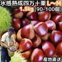 栗 予約 生栗 氷感熟成で甘さがUP 高知 西土佐産 氷感熟成 四万十栗 約1.5kgL〜Mサイズ 約90〜100個