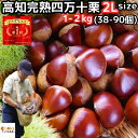 栗 予約 生栗 送料無料 高知 西土佐産 四万十栗 約1〜2kg 2L サイズ 約38〜90個 大粒 なまぐり なまくり