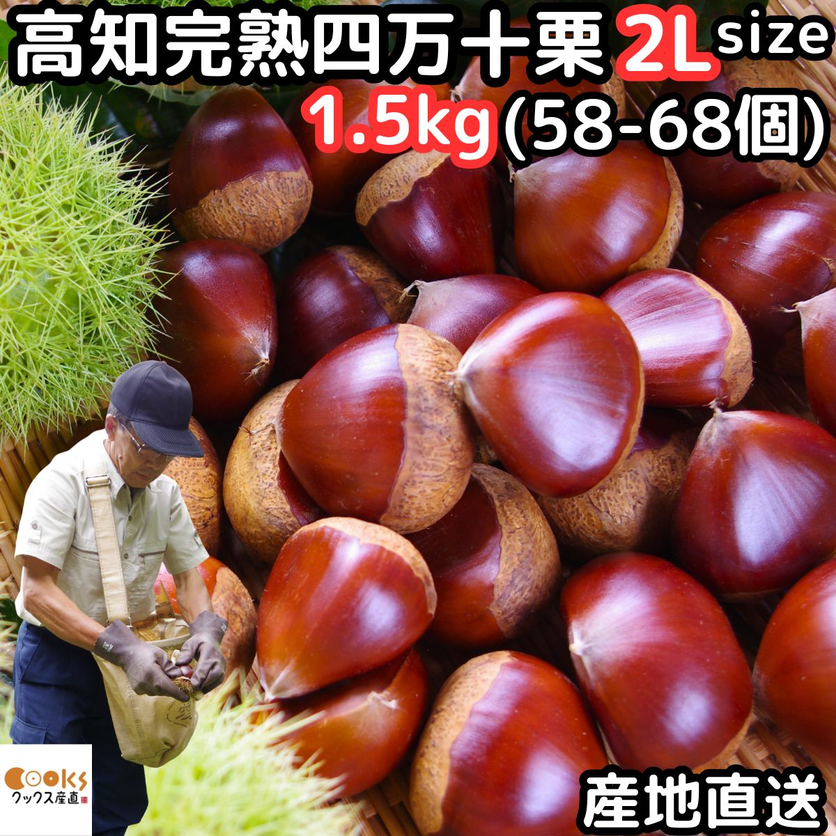 栗 予約 生栗 送料無料 高知 西土佐産 四万十栗 約1.5kg 2L サイズ 約58～68個 大粒 なまぐり なまくりのサムネイル