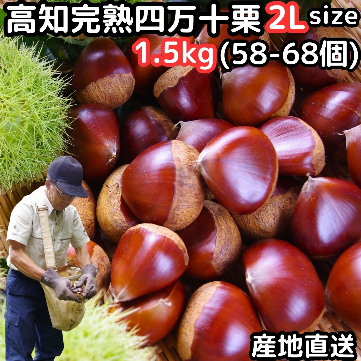 栗 予約 生栗 送料無料 高知 西土佐産 四万十栗 約1.5kg 2L サイズ 約58～68個 大粒 なまぐり なまくり