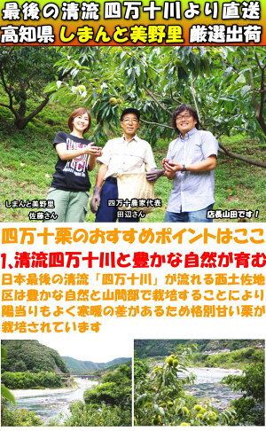 四万十栗
