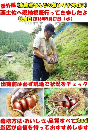 四万十栗
