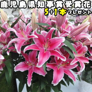 花 ユリ 花束 大輪 ギフト ピンク 5本+1本 増量 20-25輪 誕生日 プレゼント お祝い 送料無料 花持ちが1週間違う 鹿児島県知事賞受賞 大きい 花 農家 直送 生花 百合 旬の ゆり pink ユリ花束 フラワー 配達 バレンタイン 卒業式 結婚記念日 退院祝い 御祝 お供え にも人気