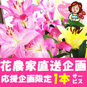 Sale 71 Off 花持ちが1週間違う 鹿児島県知事賞受賞花 大輪の花が最後の1輪まで綺麗に咲きます 花 ユリ 花束 大輪 ギフト ピンク 5本 1本 増量 25輪 お中元 誕生日 ゴージャス プレゼント お祝い 送料無料 花持ちが1週間違う 大きい 農家 直送 生花 百合 旬の Sale 71 Off 花持ちが1週間違う 鹿児島県知事賞受賞花 大輪の花が最後の1輪まで綺麗に咲きます 花 ユリ 花束 大輪 ギフト ピンク 5本 1本 増量 25輪 お中元 誕生日 ゴージャス プレゼント お祝い 送料無料 花持ちが1週間違う 大きい 農家 直送 生花 百合 旬の